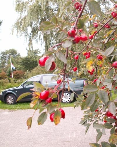 Rosa glauca 2,99